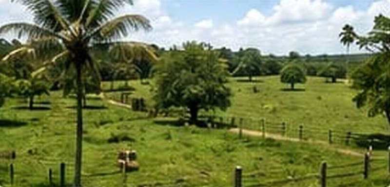 Fenced pastures with horses