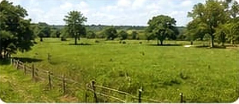 Open pasture with shade trees