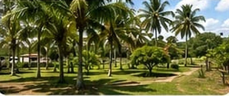 Coconut grove and landscaped grounds