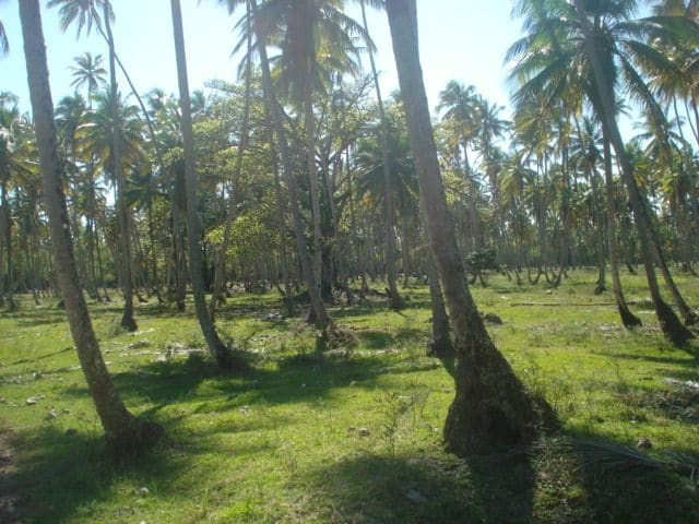 Coconut grove