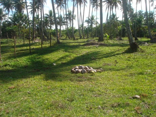 Coconut grove and pasture