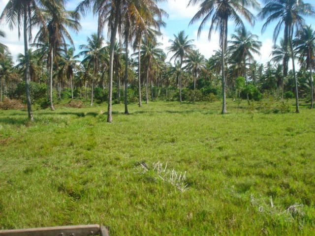 Open pasture within the property