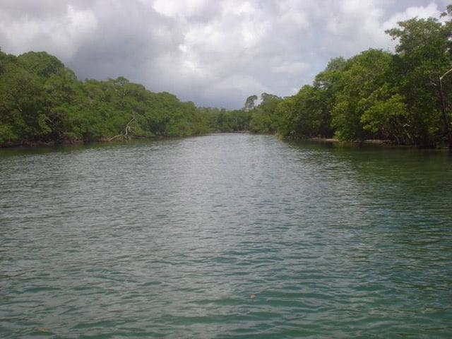 River winding through the mangrove